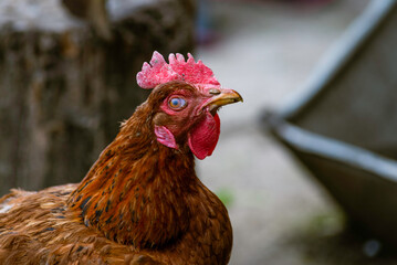 Portrait of the red orpington chicken hen on the grass hen nibbling on the green grass in the garden gallus domesticus bird feeding at the farm wood fence, red comb, free.