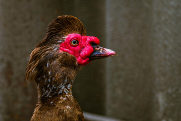 portrait of a domestic dumb duck with Red beak in a hen house, in the pen for chickens in the village, old brown muscovy duck with red nasal corals on a farm at a cloudy day in spring