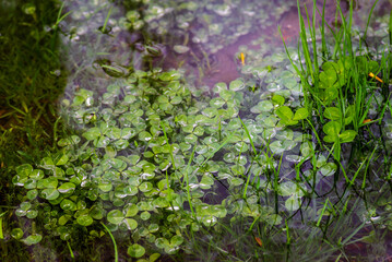 clover grows submerged under water green grass reflection  puddle forest.