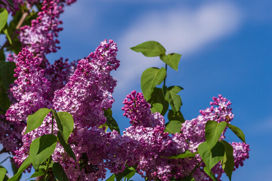Syringa vulgaris, the lilac or common lilac Blooming purple flowers green background, close up branch Bouquet  garden beautiful wallpaper delicate PARFUMS Selective focus cluster smell copy space.