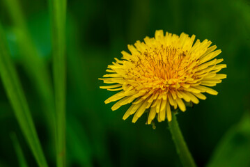 Blow away dandelion yellow dandelion field green background macro Honey bee pollinating meadow Beautiful Wild flower.Spring Taraxacum