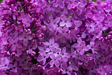 Syringa vulgaris, the lilac or common lilac Blooming purple flowers green background, close up branch Bouquet  garden beautiful wallpaper delicate PARFUMS Selective focus cluster smell copy space.