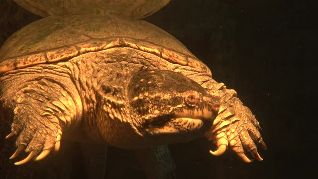 Snapping turtle Chelydra serpentina swims in a aquarium