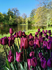 Tulip Festival on Elagin Island in St. Petersburg. A flower garden with lilac tulips of the Purple Flag variety against the backdrop of a pond, trees with young leaves and a blue sky.