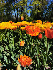 Tulip Festival  in St. Petersburg. A flower garden with yellow-orange large double tulips, similar to Willem van Oranje, against the background of yellow tulips, trees with young leaves.