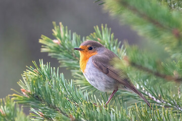 Robin on a pine branch