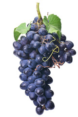 Bunch grape fruit isolated 