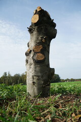 wooden tree that has been sawed off on all sides in the landscape - obrazy, fototapety, plakaty