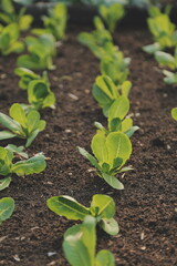 Asian woman farmer using digital tablet in vegetable garden at greenhouse, Business agriculture technology concept, quality smart farmer.