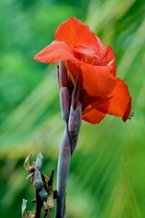 Red Canna or canna lily flower