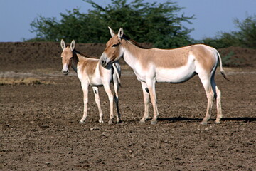 Naklejka na ściany i meble Indian wild ass, Equus hemionus khur female and calf at Little Rann of Kutch a salt marsh in the Thar Desert, Gujarat, India