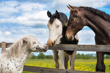 Two big horses and little appaloosa pony - 601617617