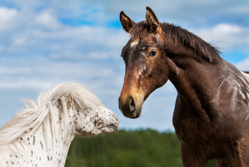 Big knabstrupper breed horse together with little appaloosa pony