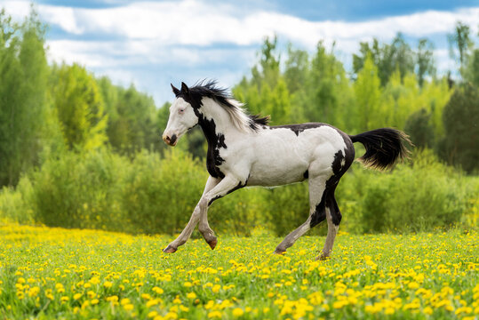 Beautiful young overo paint horse running in the field in summer