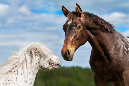 Big knabstrupper breed horse together with little appaloosa pony
