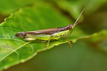 The Acrididae, or short-horned grasshoppers, are the predominant family of grasshoppers
