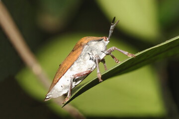 The brown marmorated stink bug, Halyomorpha halys)