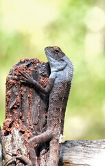 Garden calotes with half shed skin