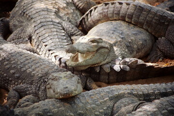 Indian Marsh Crocodile, Magar, (Crocodylus palustris) basking in the sun. The name mugger is a...