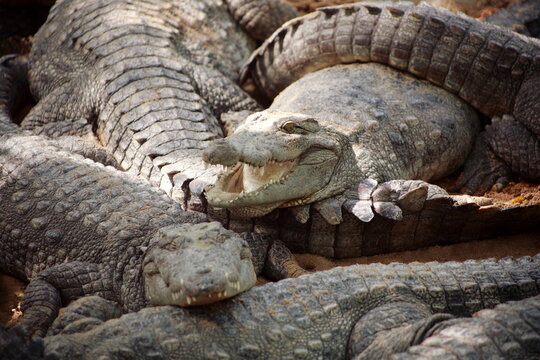 Indian Marsh Crocodile, Magar, (Crocodylus palustris) basking in the sun. The name mugger is a corruption of the Urdu word magar which means water monster
