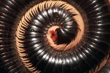 Coil of Millipedes, Narceus americanus, are arthropods that have two pairs of legs per segment