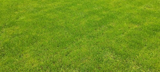 green grass background