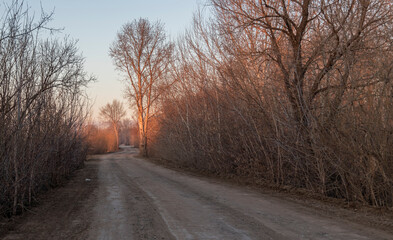 Obraz na płótnie Canvas tree near the road illuminated by the rays of the rising sun