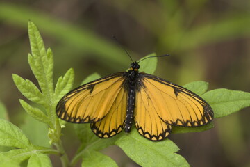 Himalayan yellow coster. Butterfly,  Acraea issoria