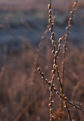 leaf buds on a tree branch in the morning