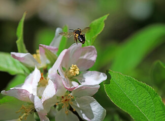 Selective focus. A honey bee collecting pollen on flowers from an apple tree