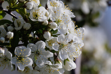 Frühling Tüte Kirsche Natur weiß grün