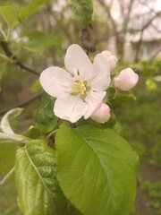 Flowers, apple flowers