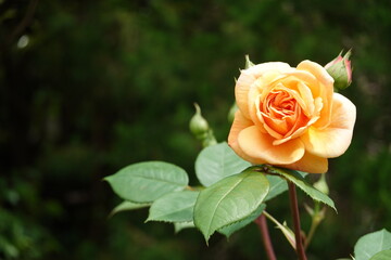 一輪の美しい薔薇