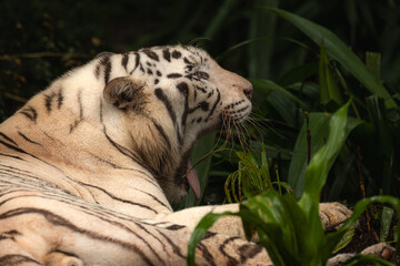 White tiger with black stripes laying down on the ground yawning. Full size portrait. Close view with green blurred background. Wild animals in zoo, big cat