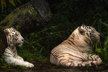 A pair of white tiger resting side by side. White tiger or bleached tiger is a pigmentation variant of the Bengal tiger, which is reported in the wild from time to time in the Indian states.