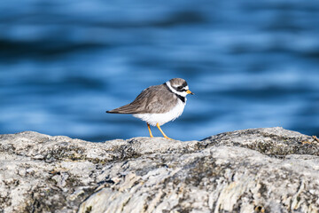 beautiful bird-tie bird on a stone near the water on a blue background close-up