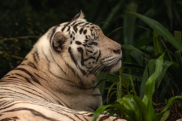 Side face portrait of a white bengal tiger laying peacefully in the jungle, copy space for text