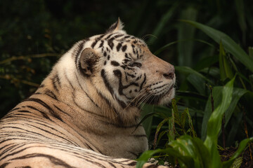 Side face portrait of a white bengal tiger laying peacefully in the jungle, copy space for text