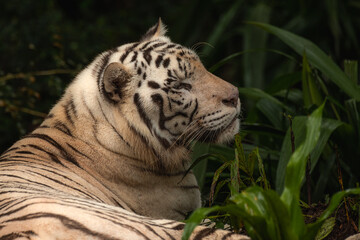 White tiger with black stripes laying down on the grass enjoying his day. Full size portrait. Close view with green blurred background. Wild animals, big cat, copy space for text