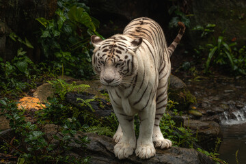 The white tiger or bleached tiger is a pigmentation variant of the Bengal tiger, which is reported in the wild from time to time in the Indian states of Madhya Pradesh, Assam, West Bengal and Bihar