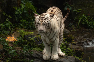 An adult tiger stands on a rock against the jurgles, copy space for text