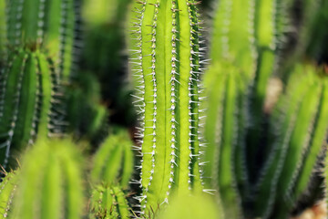 The cactus in the farm