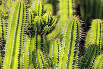 The cactus in the farm