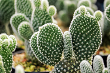 The cactus in the farm