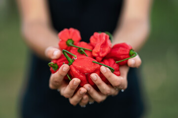 Hot red Habanero pepper in palms of woman. Harvest of peppers in hands. Spicy food. Mexican cuisine. Farmer is holding peppers. Growing plants. Background silhouette. Front view. Close-up. Soft focus.