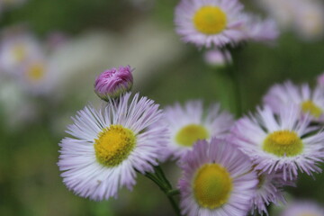 field of flowers
