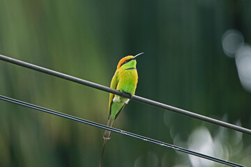 The Chestnut-headed Bee-eater on a electrical line