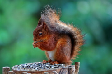Close-up on an Eurasian red squirrel (Sciurus vulgaris) in Eifel region, Roetgen, North Rhine Westfalia, Germany 