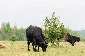 Naklejka na ściany i meble Tauros Bull grazing peacefully in the Dutch nature landscape from the Maashorst in Brabant, Holland