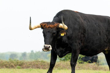 Tauros bull standing in the Maashorst in the province of Brabant in the Netherlands, Europe